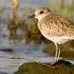 Black-bellied Plover